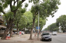 Hàng cây xà cừ trên đường Phạm Văn Đồng khiến dư luận xôn xao trong những ngày đầu tháng 6/2017. Ảnh: Nhã Chi
