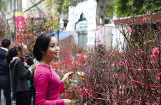 Hoa đào mang đến linh hồn cho ngày Tết cổ truyền của người Việt. Ảnh: Lê Tiên