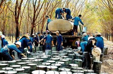 9 tháng 2021, kim ngạch xuất khẩu cao su tăng gần 53%