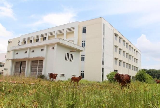 Người dân thả bò trong công trình Bệnh viện Lao, phổi Bình Dương bị bỏ hoang.
