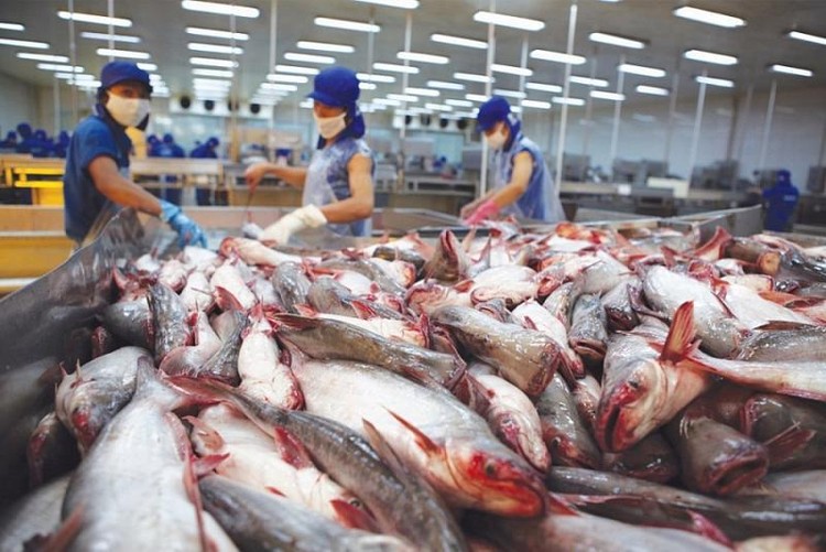 Xuất khẩu cá tra năm 2022 có thể đạt 2,5 tỷ USD. Ảnh: Tường Lâm