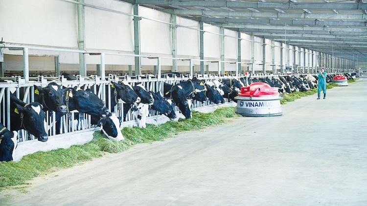 “Resort” bò sữa của Vinamilk tại Tây Ninh áp dụng mô hình kinh tế tuần hoàn vào các khâu chăn nuôi và sản xuất của trang trại