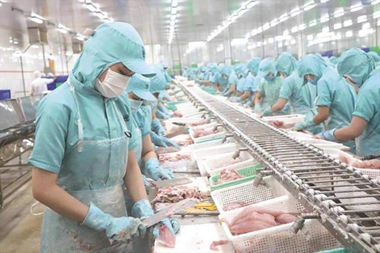 Xuất khẩu cá tra sang thị trường Trung Quốc - Hồng Kông sụt giảm gần 40%