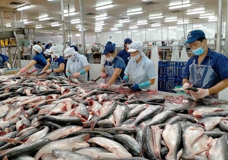 Dự báo xuất khẩu cá tra Quý II tăng 50% so với cùng kỳ 2021