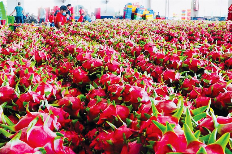 Nhiều nhà nhập khẩu cho biết đang lên kế hoạch tăng khối lượng nhập khẩu mặt hàng nông sản, hàng tiêu dùng… của Việt Nam. Ảnh: BT