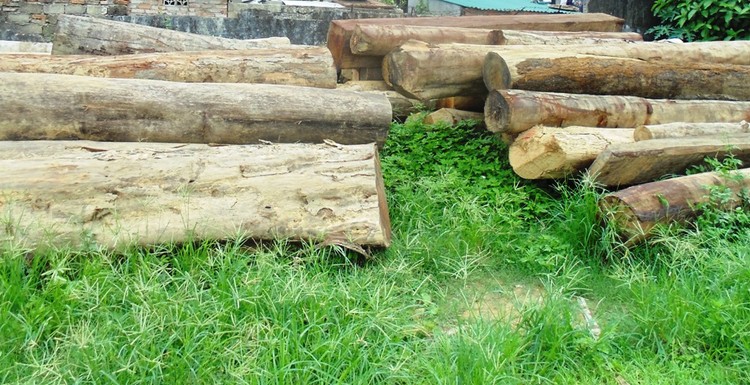 Đấu giá Quyền khai thác gỗ rừng trồng tại tỉnh Thừa Thiên Huế