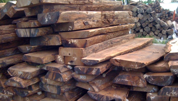 Đấu giá lô gỗ trắc tại Kiên Giang
