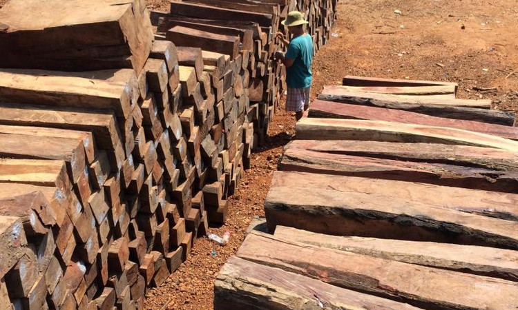 Đấu giá gỗ xẻ nhóm III đến nhóm VI tại tỉnh Kon Tum