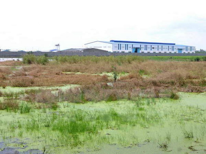 Đất lúa chiếm phần lớn diện tích đất bị thu hồi cho 11 dự án tại Bắc Ninh.