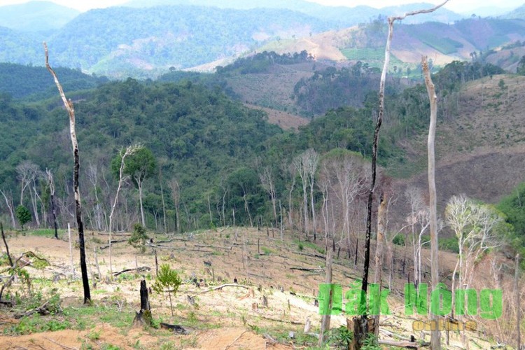 Bắt cựu Giám đốc để mất hàng nghìn ha rừng
