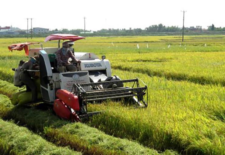 Áp dụng dụng cơ giới hóa trong thu hoạch lúa.