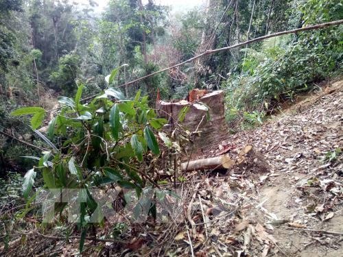 Bắc Giang xử lý 153 vụ vi phạm về bảo vệ rừng. Ảnh: TTXVN