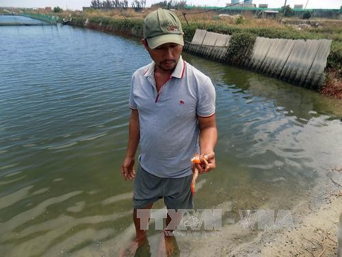 Một nông dân bên đìa nuôi tôm có tôm bị chết tại khu vực xã Cam Thành Bắc, huyện Cam Lâm (Khánh Hòa).
