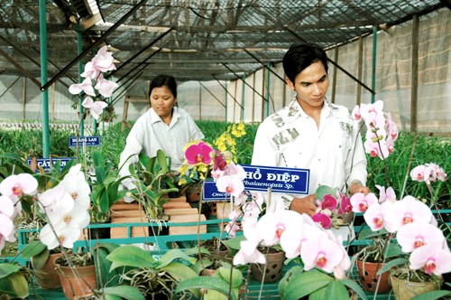 Trồng hoa xứ lạnh tại khu nông nghiệp công nghệ cao Măng Đen, huyện Kon Plông. Ảnh: VGP