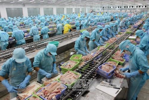 Quy định mới của Mỹ khiến các doanh nghiệp xuất khẩu cá tra Việt Nam gặp khó. Ảnh minh họa: TTXVN