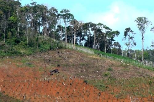  Hơn 26.000 ha đất rừng ở Đắk Lắk bị lấn chiếm trái phép. Ảnh minh họa: TTXVN