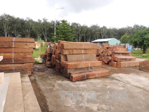 Số gỗ bị tạm giữ tại Công an huyện Ngọc Hồi. Ảnh: TTXVN