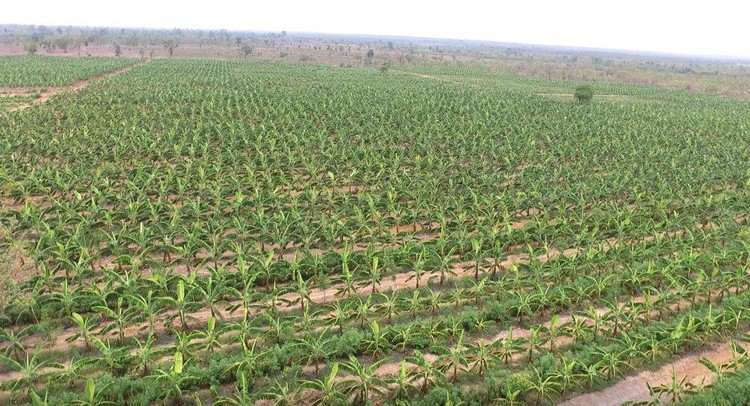Nông trại trồng ca cao xen cây chuối tại Ea Súp. Ảnh: VGP