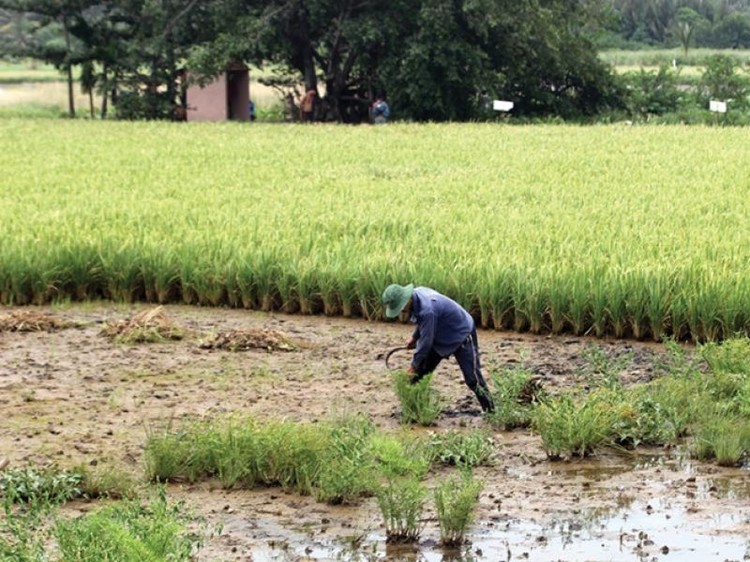 Cư dân TP.HCM vẫn phải trồng lúa kiếm sống tại nền đất của dự án khu đô thị Bình Quới - Thanh Đa.