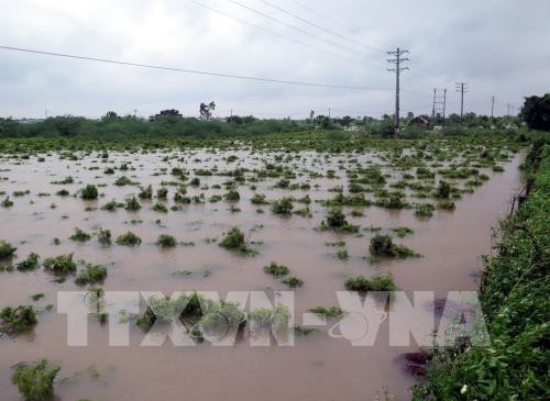Vườn cây đinh lăng của người dân ở xã Nghĩa Lạc, huyện Nghĩa Hưng, tỉnh Nam Định bị ngập sâu. Ảnh: TTXVN