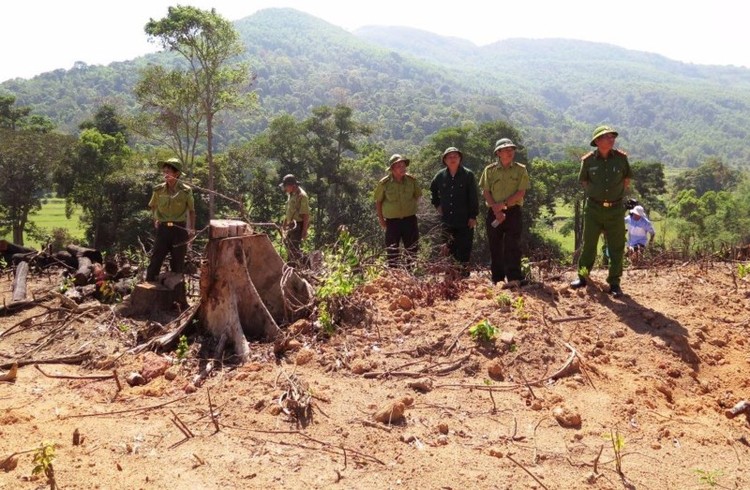 Công an tỉnh và Sở NN&PTNT Bình Định kiểm tra hiện trường vụ phá rừng ở An Lão. Ảnh: plo.vn