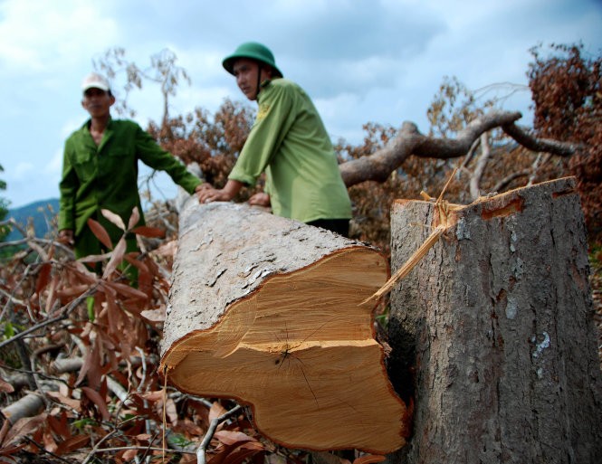 Kiểm tra việc phá rừng phòng hộ tại Phú Yên (theo Báo Tuổi trẻ thủ đô)
