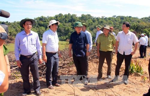 Bí thư Tỉnh ủy Bình Định Nguyễn Thanh Tùng kiểm tra hiện trường vụ phá rừng ở huyện An Lão. Ảnh: TTXVN