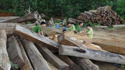 Quảng Trị: Thu giữ số lượng lớn gỗ lậu từ Lào vào Việt Nam. Ảnh minh họa: TTXVN.