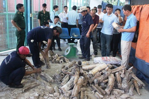 Ngà voi vận chuyển lậu bị phát hiện tại Cảng Cát Lái (quận 2, TP. Hồ Chí Minh. 