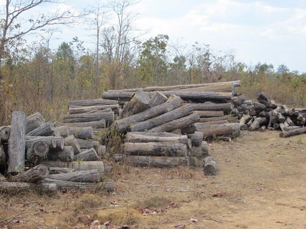 Xử lý việc khai thác, mua, bán, vận chuyển gỗ rừng tự nhiên trái phép