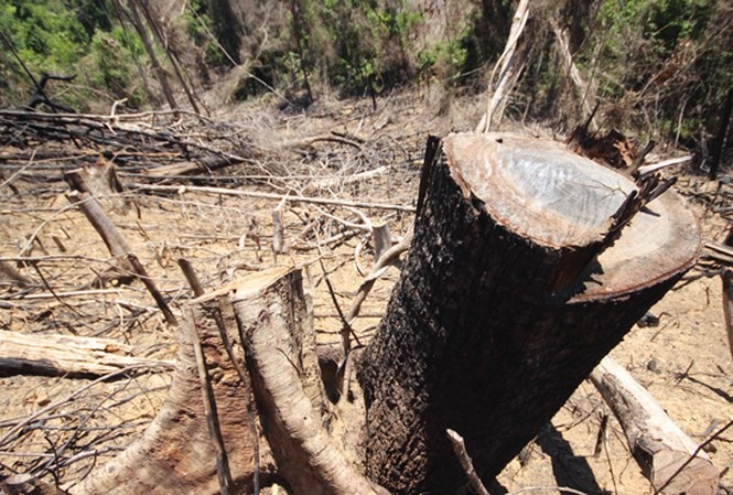 Xử lý nghiêm các vụ vi phạm phá rừng tự nhiên tại Quảng Nam