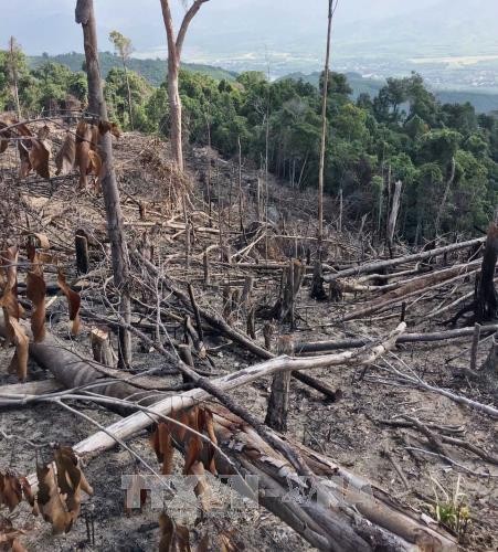 Hàng chục ha rừng tự nhiên tại Bình Định tiếp tục bị tàn phá. Ảnh: TTXVN