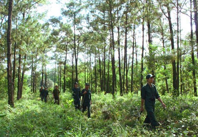 Tăng cường quản lý, bảo vệ rừng