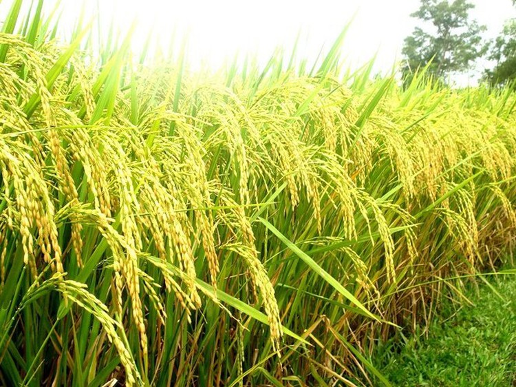 Ông Bùi Ngọc Thành đã có những sai phạm trong khi thực hiện Dự án sản xuất gieo trồng lúa lai F1 VL20 vụ mùa năm 2014. Ảnh minh họa.