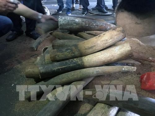 Tạm giữ hơn 47 kg ngà voi vận chuyển qua đường bưu điện về Việt Nam. Ảnh minh họa: TTXVN