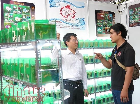 TP Hồ Chí Minh là địa phương dẫn đầu cả nước về xuất khẩu cá cảnh.