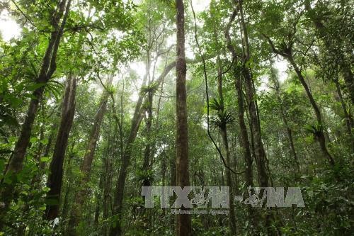 Đề xuất cho phép chuyển đổi mục đích sử dụng 49,5 ha rừng. Ảnh minh họa: TTXVN