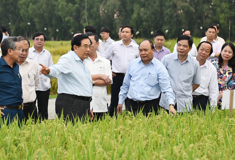 Thủ tướng Nguyễn Xuân Phúc thăm các cánh đồng mẫu, trồng các giống lúa mới của một trung tâm nghiên cứu nông nghiệp tại An Giang, ngày 14/3/2017. Ảnh: VGP