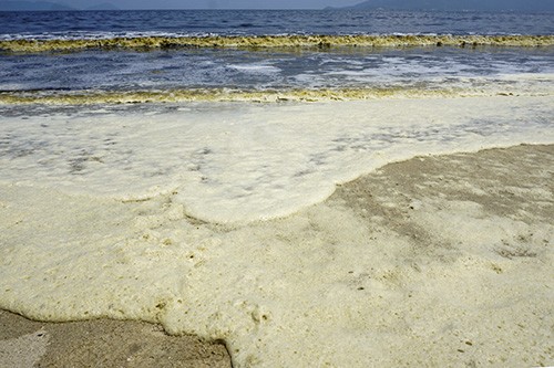 Vệt nước màu đen để lại những mảng bọt màu vàng khi tấp vào bờ biển Nguyễn Tất Thành. 