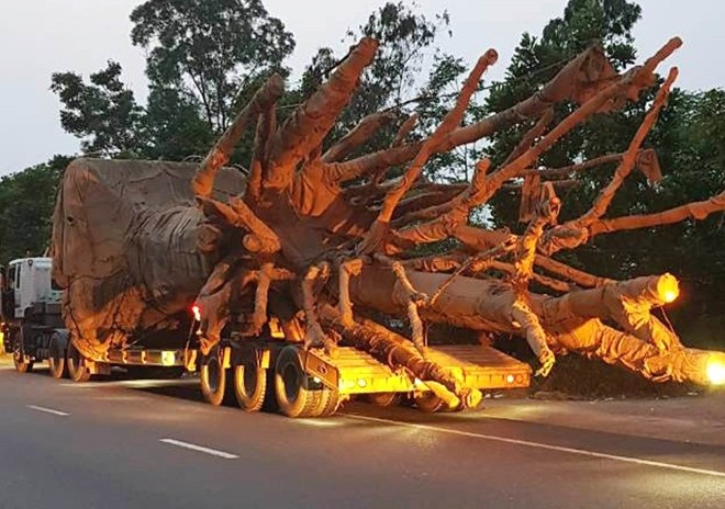 Xe container kéo theo rơ moóc chở cây cổ thụ lưu thông qua tuyến QL1A tỉnh Thừa Thiên- Huế bị CSGT bắt giữ. Ảnh CAND