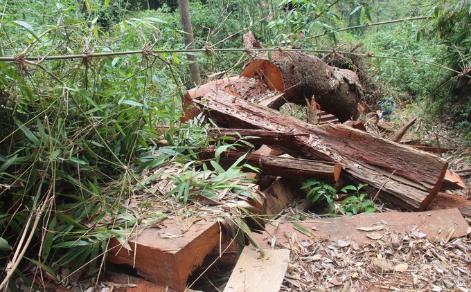 Vụ án lâm tặc chặt phá rừng cây gỗ lim xanh thuộc tiểu khu 335, rừng phòng hộ Nam Sông Bung (xã Chà Val, huyện Nam Giang) đã được khởi tố ngày 28/3.