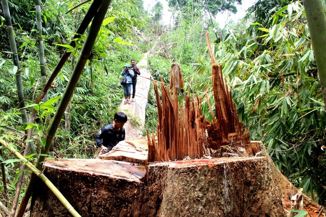 Hiện trường vụ phá rừng tại huyện Nam Giang