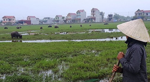 Nhiều nông dân xã Thiệu Dương bức xúc vì bị thu phí chăn thả gia súc. 