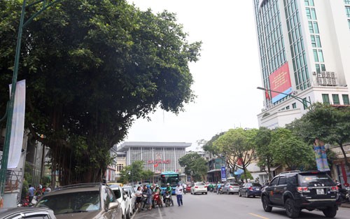 Hàng cây trên đường Trần Hưng Đạo cạnh ga Hà Nội sẽ được đánh chuyển, chặt hạ để làm nhà ga cuối cùng tuyến Metro Nhổn - Ga Hà Nội.
