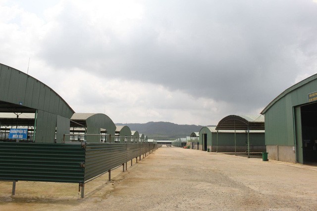 Dự án chăn nuôi bò của Công ty Bình Hà trở thành một "điểm đen" của ngành Nông nghiệp Hà Tĩnh từ vài năm qua.