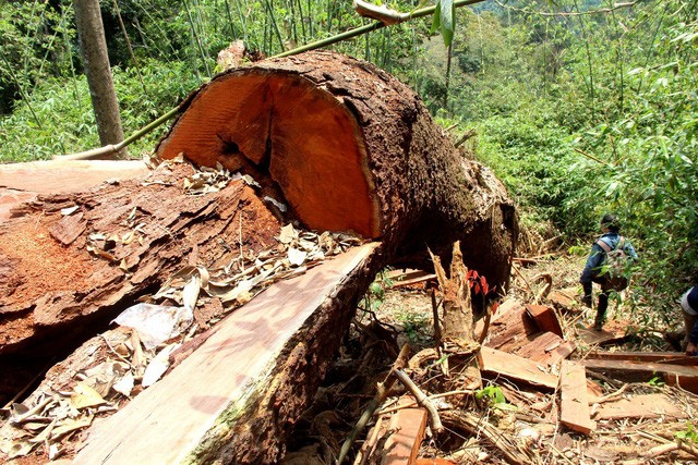 Khu vực rừng lim xanh ở xã Chal Val bị hạ sát