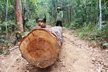 Liên tiếp nhiều vụ phá rừng diễn ra tại huyện Chư Păh