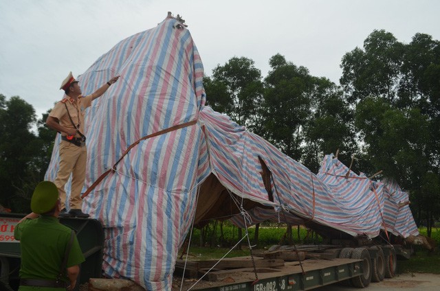 Sau gần 2 ngày chốt chặn, lực lượng CSGT tỉnh Quảng Ngãi đã tìm phát hiện địa điểm xe chở cây "khủng" đang đỗ.