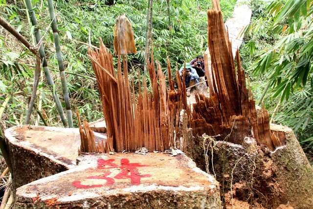 Hiện trường vụ phá rừng lim xanh cổ thụ (xã Chà Vàl, huyện Nam Giang)