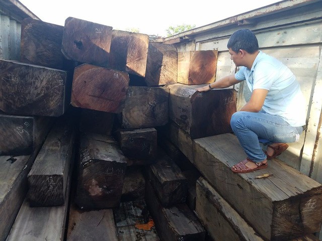 Gần 50m3 gỗ lậu bị thu giữ